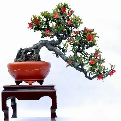 小娇园艺 海棠花盆栽苗 植物盆景花卉 包成活 树形好 含塑料盆