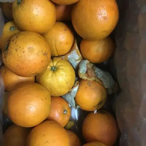 > 秭归脐橙水果橙子当季整箱冰糖果冻手剥甜橙 9斤(25个左右) 中大果