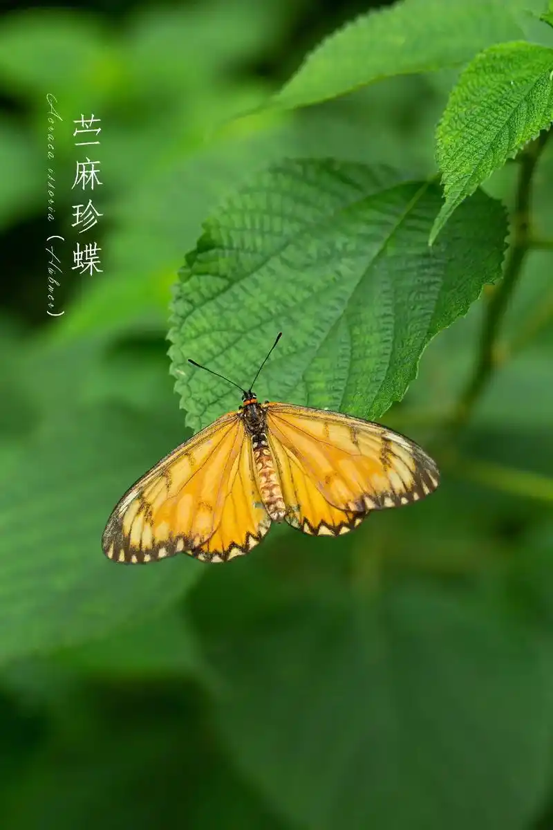 苎麻珍蝶|中国生态摄影计划系列46.头上宫花妆翡翠, 宝蝉珍 - 抖音