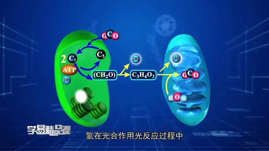 光合作用与呼吸作用的联系 第一讲 实际光合作用,净光合作用,呼吸作用