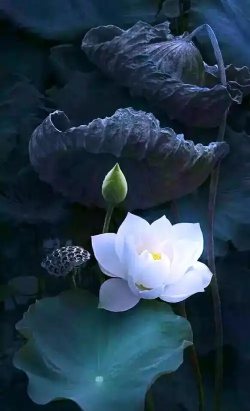 净化心灵是什么意思「净化心灵净化自己意思」