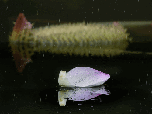 夏雨风荷寻觅风雨中的味道gif动画一组