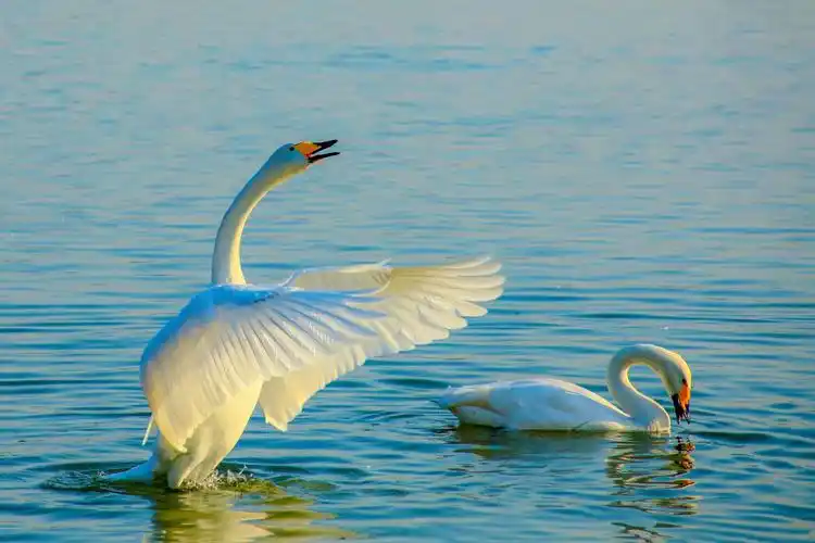 三门峡天鹅湖《飞翔的天鹅》