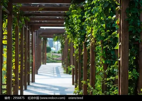 天津七里海湿地公园的绿色走廊