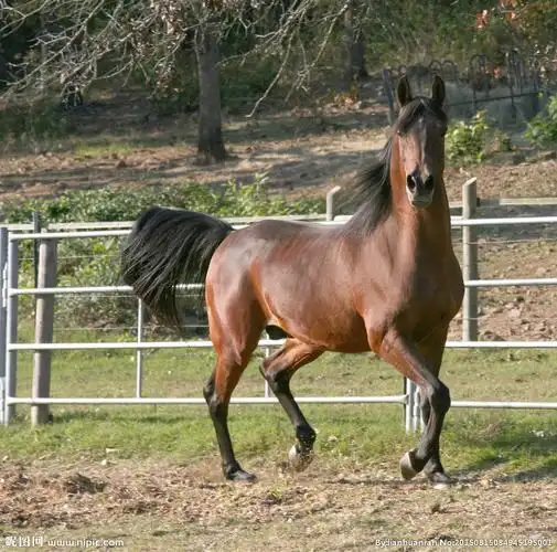 求一些马的高清图片,谢谢 这样类型的!