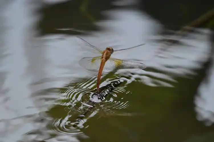 蜻蜓点水