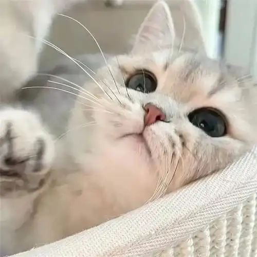 干净唯美可爱萌猫咪治愈系头像图片