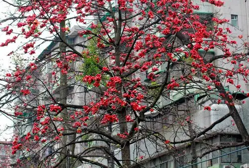 广州街头怒放的木棉花,很美
