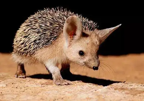 大耳猬:兽纲,国家三级保护动物.