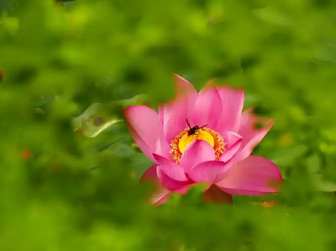 七宝荷花别样情