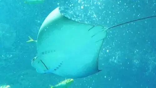 鳐鱼牛鼻鳐是没有头鳍的头顶圆圆秃秃的看起来更温和可爱燕子鳐燕子鳐