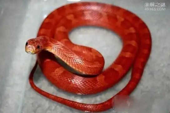 鸡冠,异常迅猛,奇毒无比,可直立上身,发出怪声,叫声如母鸡"咯咯咯",会