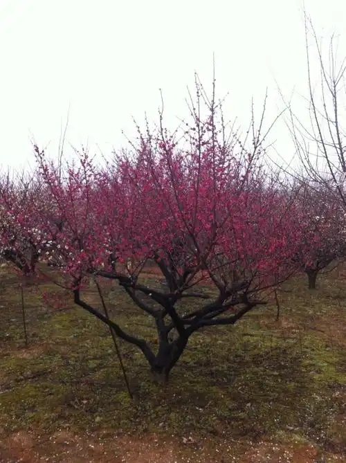 20公分红梅树价格 浙江红梅树种植基地_绿化苗木_--西北苗木网