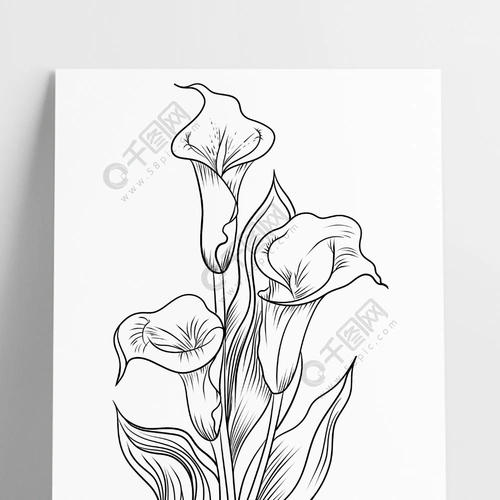 马蹄莲手绘线稿psd分层