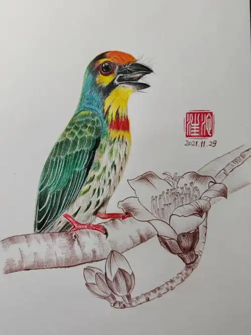 彩铅临摹小花鸟