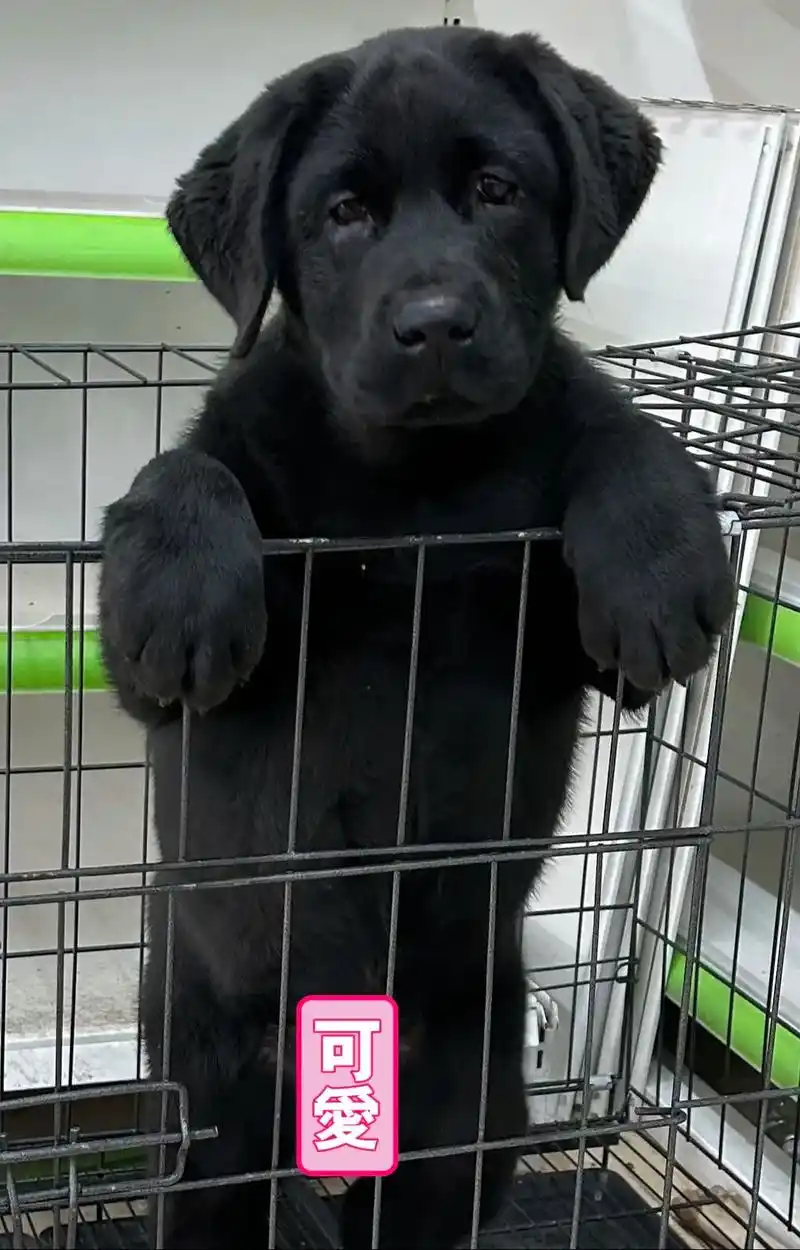 黑色拉布拉多 #忧郁的眼神 #我的狗子 #奈斯 爱犬:夜雨 - 抖音