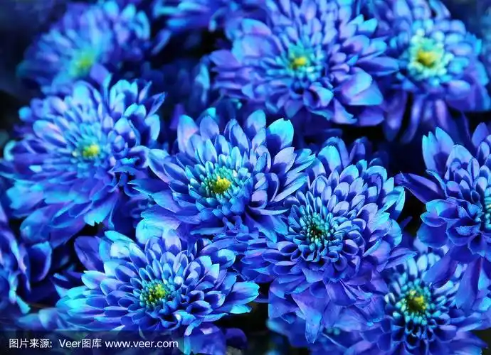 一束蓝色的秋菊