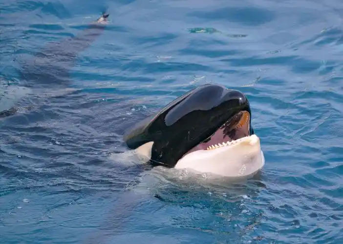 回顾在鲸鱼腹中是什么感觉一个手无寸铁的人还有机会逃生吗