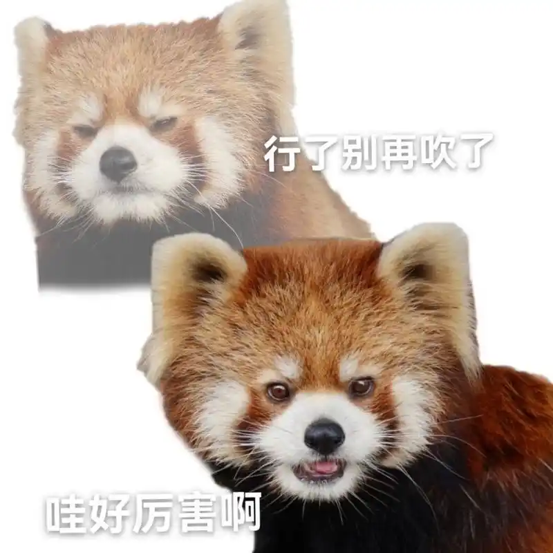小熊猫表情包(莫奇专辑) 双面能小莫奇是懂阴阳怪气的 原图来自