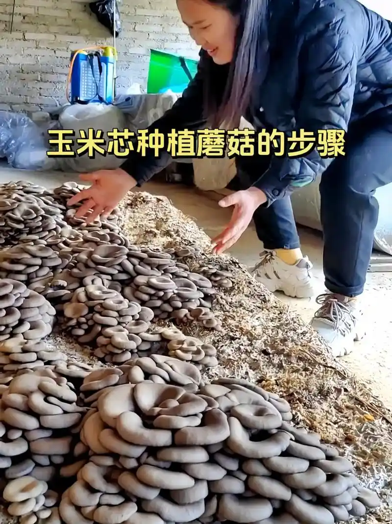 玉米芯种植蘑菇的步骤.玉米芯种植#蘑菇 的温度是0到30摄氏 - 抖音
