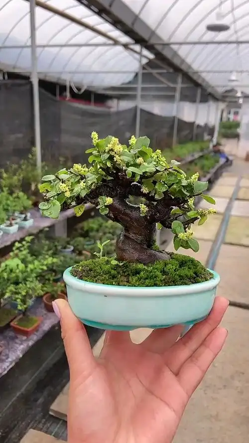 很多老铁不知道雀梅开花的样子,来,看下是不是很美,而且带有一股清香-