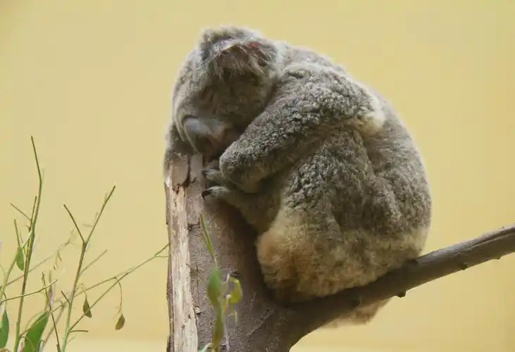 树上睡觉的乖巧考拉2560x1600分辨率查看