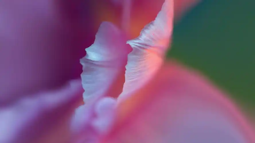 华为p40官方内置壁纸