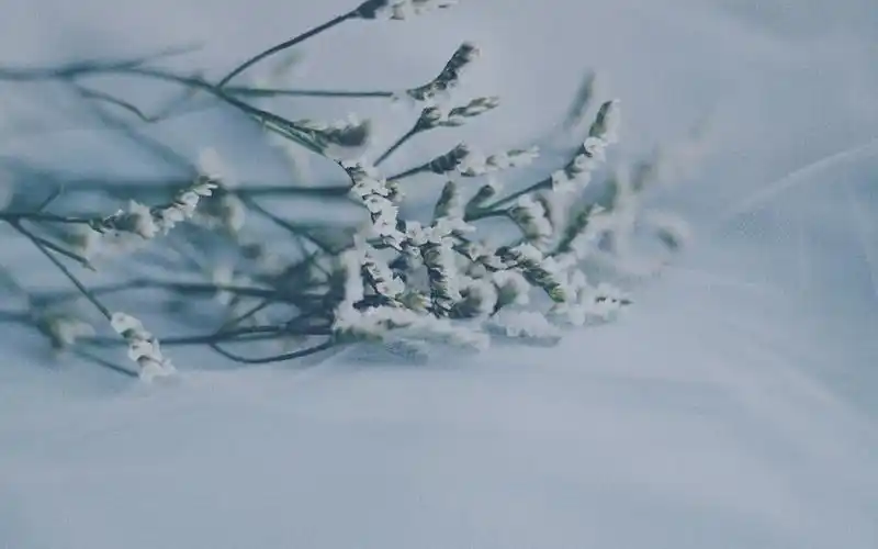 清冷唯美植物花卉高清桌面壁纸