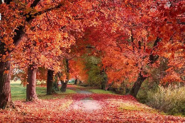 秋天的枫叶背景绿色枫叶镜头特写槭叶分支长发女生手拿叶子银杏叶枫叶