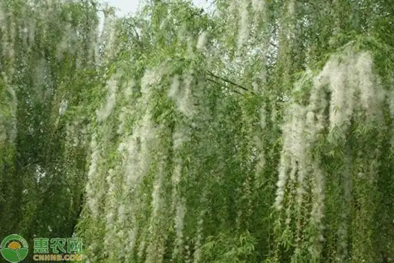 杨絮和柳絮的区别