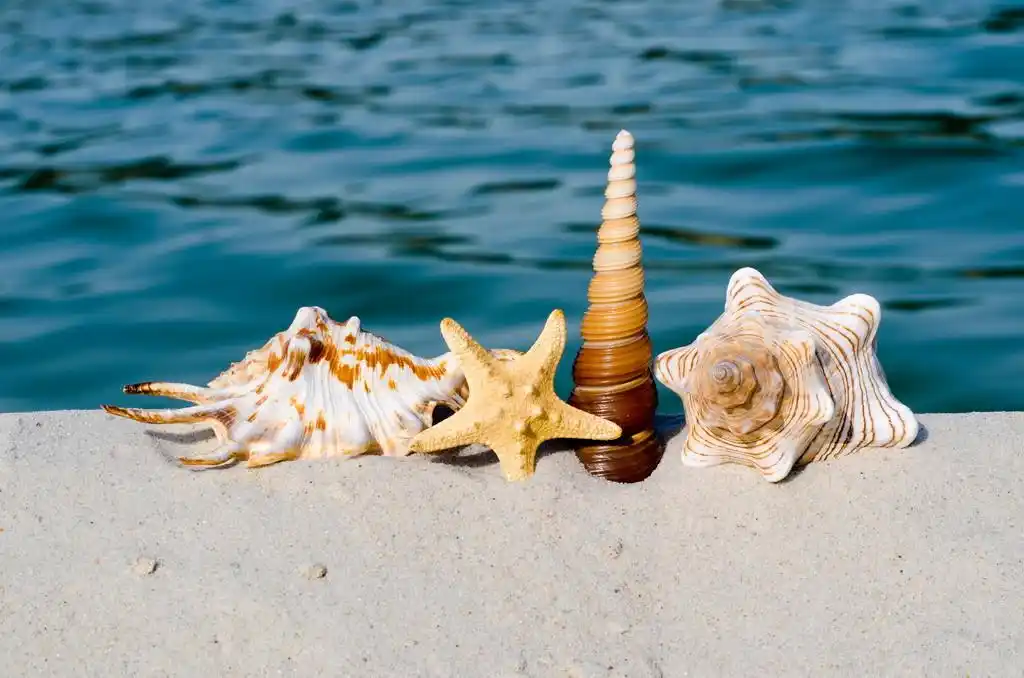 上海洋贝壳,在海边的白色沙滩上的贝壳