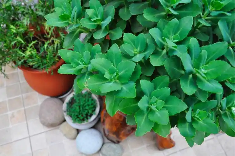 新手和懒人养花必备——八宝景天