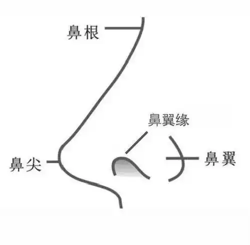 韦敏整形科普:鼻翼缘——决定鼻子颜值的轮廓线