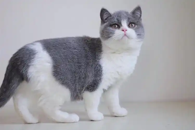 沈阳英短蓝白美短标斑墨迹黑