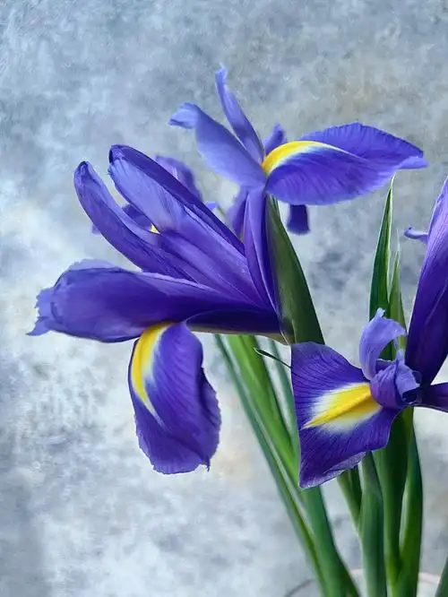 9/3支from:叮咚07云南的花已经到不了上海了抢菜顺便加了束花鸢尾