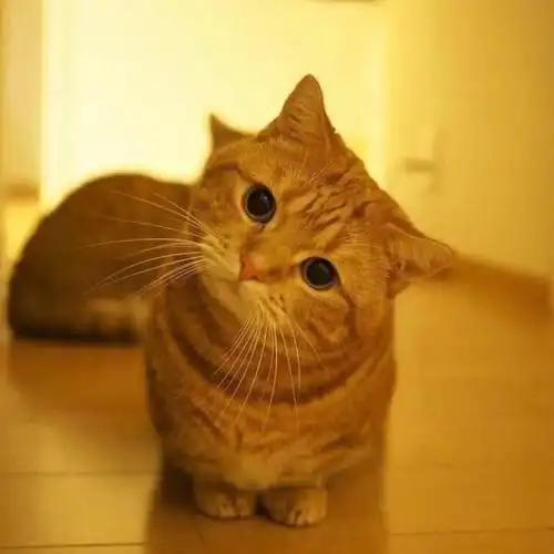 猫咪"歪头杀",一个卖萌的角度在思考!