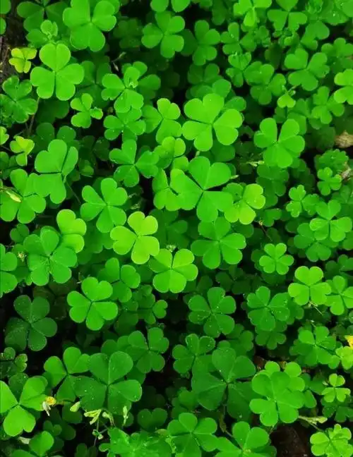 【图】四叶草,传说能给人带来好运._apollo n论坛_汽车之家论坛