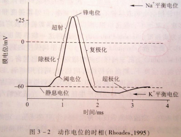 我们为什么产生动作,有趣的生物电(一)