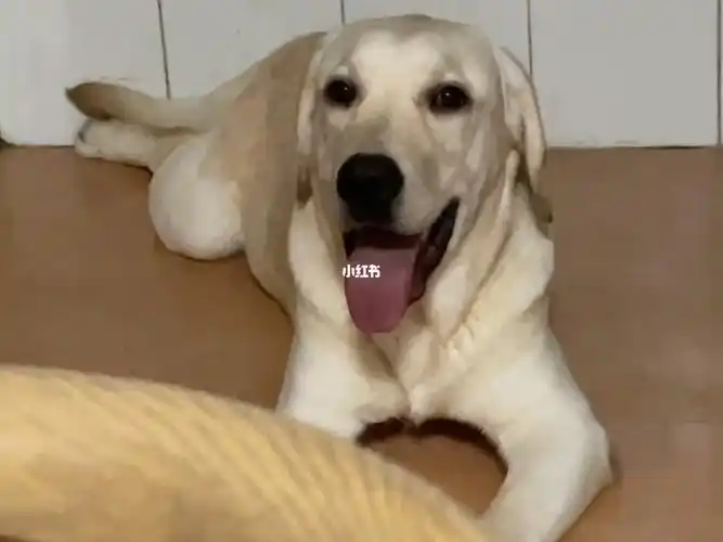 记录我的狗儿子