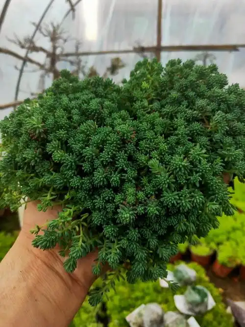 薄雪万年草中华景天黄金佛甲草垂盆草四季常青屋顶绿化苗多肉植物虎雀