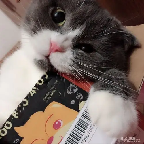 英短蓝白折耳 找个男朋友 - 猫狗总动员 - 梦溪论坛 镇江,时事,招聘