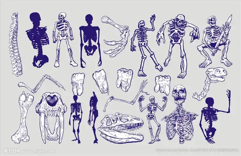 骷髅图片