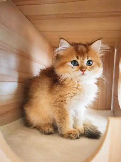 新年喜提小脑斧金渐层长毛英短金渐层