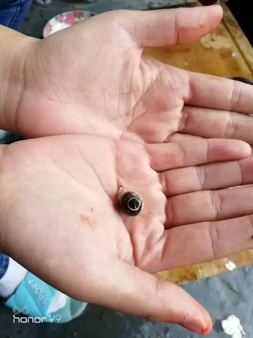 我挖了一只鱼眼睛