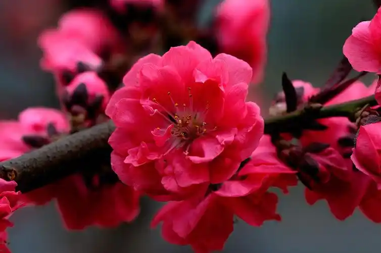 【图片11】迟到的红色桃花朵朵开(六)--蜂鸟论坛照片套图