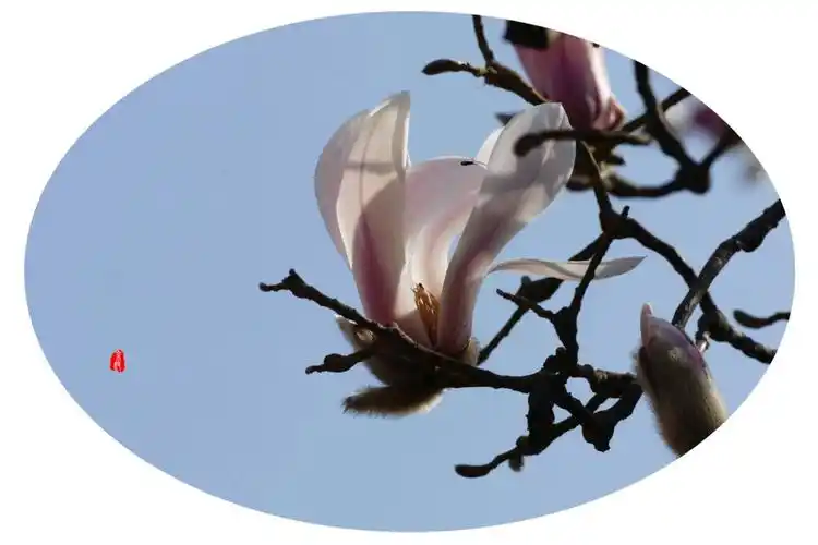 娇俏,婀娜,妩媚,灵动的紫玉兰,端庄,大气,温润,高贵的白玉兰.