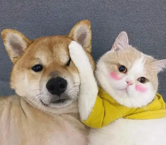 情侣头像动物的哪种 情侣头像图片大全 -【爱个性】