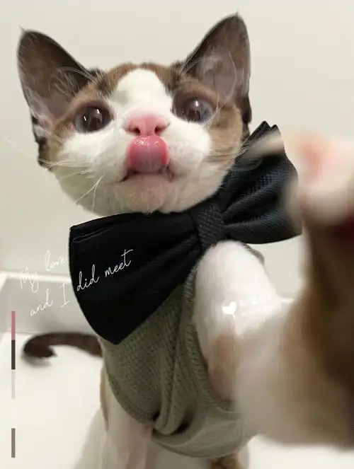 喵咪大酒店@the grand meowmeow hotel的床真的好软好酥服～酒店配的