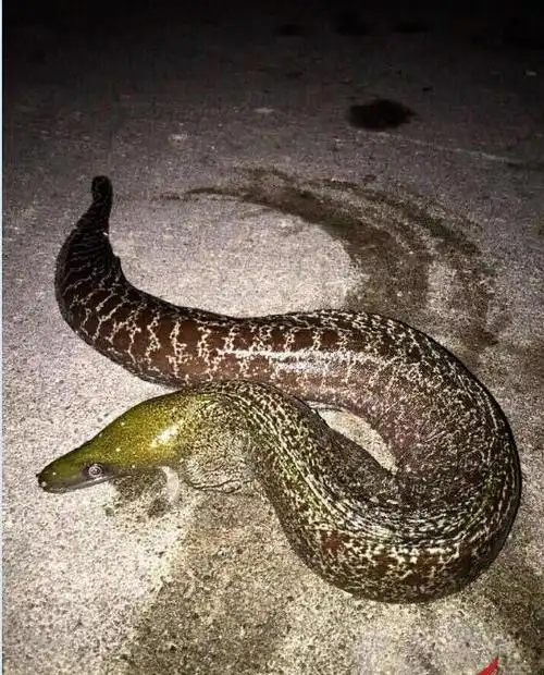 花鳗鲡是什么动物又名过山龙能捕食鸡鸭上树休息