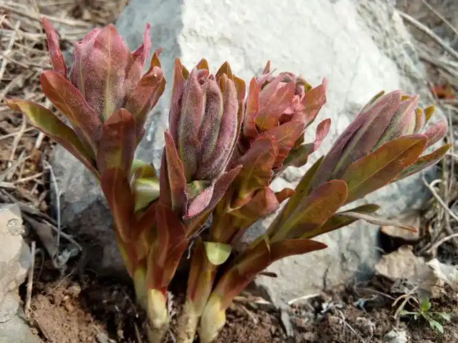 有一种植物叫狼毒 - 美篇